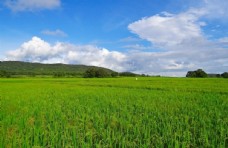 云水蓝天白云下的水稻田