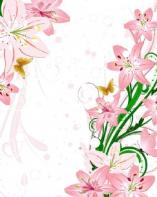 粉色百合花