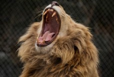 怒吼的雄狮