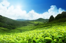 天空绿色的茶山