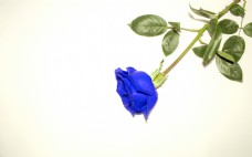 蓝色玫瑰花蓝色妖姬背景