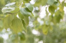 树叶绿色光斑摄影图