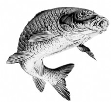 鱼饵鲤鱼包装素材黑白