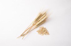 小麦和麦穗