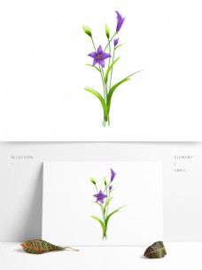 可商用高清手绘植物花卉—兰花