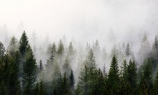 树木松柏云雾树林