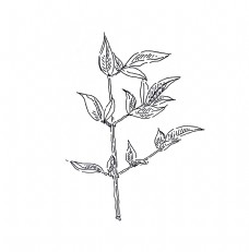 黑白线条手绘植物南天竹