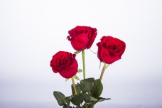 花朵特写三朵红色玫瑰花特写