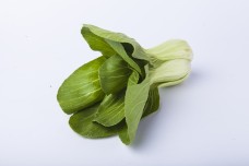 常见的蔬菜之小青菜3