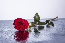 一朵含有露水的红色玫瑰花