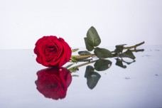一朵红色玫瑰花摄影素材