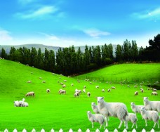 绿树羊群