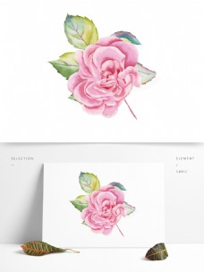淡粉色花卉手绘可商用透明素材