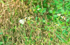 正在采花粉的蝴蝶摄影