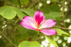 粉色的花朵特写照片
