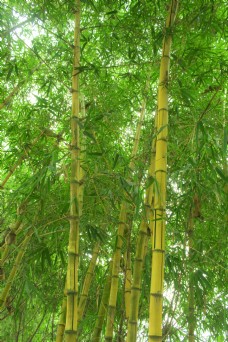竹林竹子植物背景摄影图