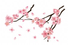 树木飘落的樱花花枝插画