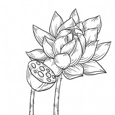 立体线描荷花插画