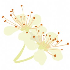 米白色的海棠花免抠图