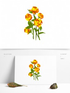 手绘水彩植物金色花卉