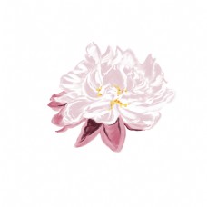 白色牡丹写实花朵绘画