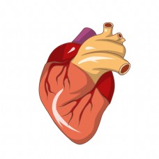 手绘人体器官心脏插画