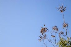 蓝天花朵横版摄影图