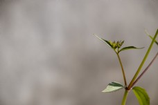 小植被特写横版摄影图