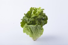实物图摄影图新鲜蔬菜生菜2