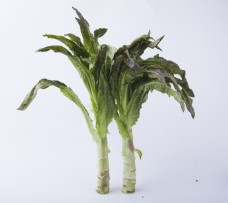 新鲜蔬菜莴苣实物图摄影图3