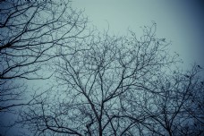 树木枯枝摄影图片