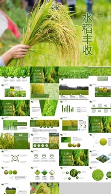多媒体稻田水稻大米农业丰收PPT模板