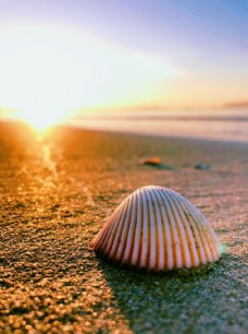 三亚清晨的沙滩贝壳