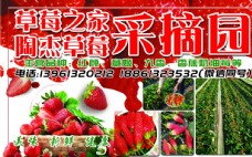 草莓采摘园广告