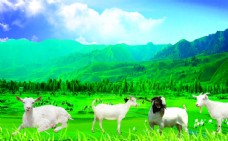 草地素材山羊