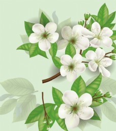 暖春夏季白色梨花