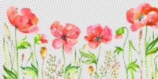 水彩 手绘 花卉 花朵 植物
