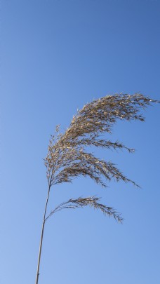 特色蓝天下随风飘荡的植物高清图片