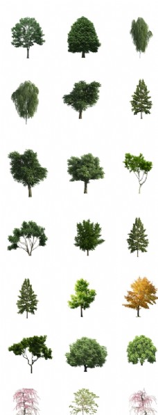 绿树绿化树