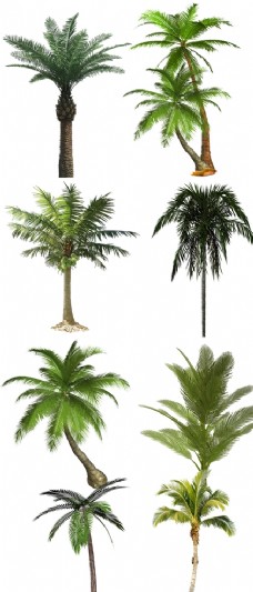 度假椰子树
