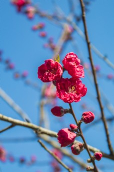 春天的桃花商用摄影