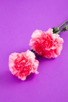 鲜花摄影粉色花束鲜花康乃馨摄影图10