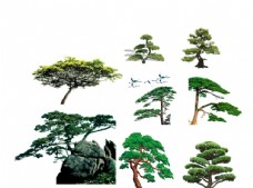 树木绿化松树