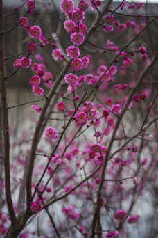 树木植物自然风景红梅摄影图