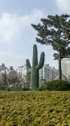人物风景植物系列之巨型仙人掌高清风景图