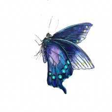 昆虫蝴蝶蝴蝶蓝色紫色透明翅膀PNG昆虫