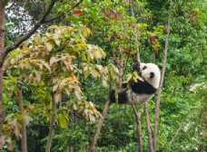 大自然大熊猫