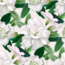 白色花卉背景