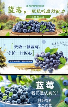 有机水果蓝莓banner图