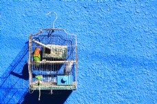蓝墙上的鹦鹉鸟笼